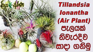 Tillandsia Ionantha  Air Plant  පැලයක් නිවැරදිව සාදා ගනිමු  Liya Arana [upl. by Allx]