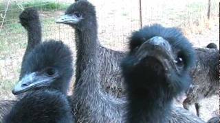 The Emu Farm [upl. by Peursem679]