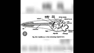 tadpole larva of herdmaniazoologybiologyvedioyoutubevedio [upl. by Norrv569]