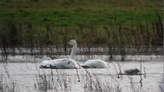 Whooper Swans [upl. by Nirrok95]