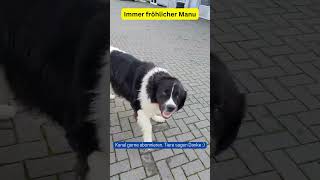 Wachhund Manu immer fröhlich quotbei der Arbeitquot So stellt man sich einen Wachhund vor [upl. by Ytissahc60]