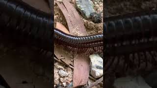 Millipede animal millipede millipedes millipedesvscentipedes [upl. by Victory]