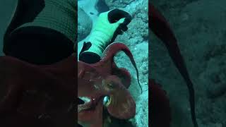 Diving for Hawaii Octopus spearfishing fishing bigfishvideos oktopus viralshorts4k foryou [upl. by Aynot]