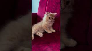 Mimimemocatscatscats cat animal animalcat catlover kittten animalspecies cute viralvideo [upl. by Renzo]