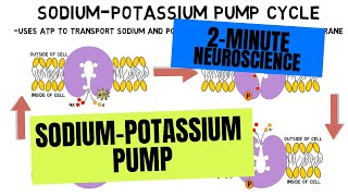 2Minute Neuroscience SodiumPotassium Pump [upl. by Holbrooke148]