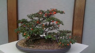 How to Care Cotoneaster Bonsai [upl. by Germaine]