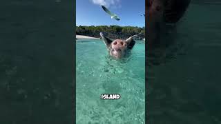 Diving Pigs in Thailand shorts [upl. by Nitz]