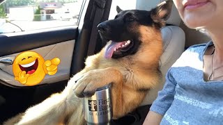 Think You’re the Boss These Hilarious Dogs Have Other Ideas 🤣🐶Funny Dogs Video [upl. by Horst206]