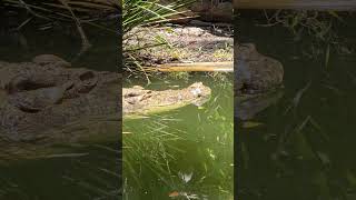 Saltwater Crocodile quotSultanquot Hartleys Crocodile Adventures Wangetti QLD [upl. by Flower]