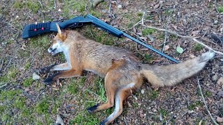 shooting fox with Baikal 410 3quot magnum shotgun no kill shot [upl. by Artamas]