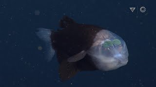 New deepsea sighting The barreleye fish has a transparent head and tubular eyes [upl. by Trager680]