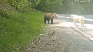 Brave Dog Scares Off Bear  ViralHog [upl. by Brigitte]