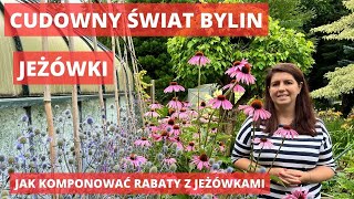 Jeżówki  jakie rośliny sadzić obok jeżówek [upl. by Naitsyrk132]