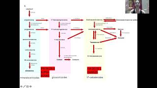 Esteroidogênese Ovariana  Curso de Medicina [upl. by Loferski]