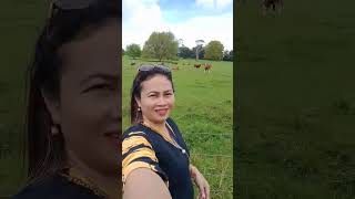 Cattle and cherry blossom trees at Cornwall Park Auckland New Zealand [upl. by Epstein712]