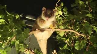 Feeding A Ringtail Possum In My Backyard  Australian Native Animal  PoathTV [upl. by Loriner781]