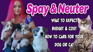 Spay\Neuter Preparation amp Recovery for Dogs amp Cats [upl. by Leveridge]