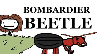 The Bombardier Beetle [upl. by Noiraa452]