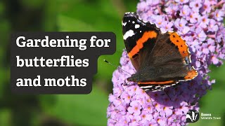 Gardening for butterflies moths and their caterpillars  Essex Wildlife Trust [upl. by Yehs]