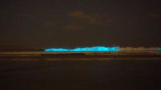 Bioluminescence in Ocean Beach San Diego [upl. by Lehcin]