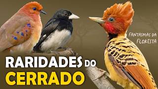 As 9 RARIDADES do CERRADO  AVES MAIS DIFÍCEIS de VER [upl. by Virginie131]