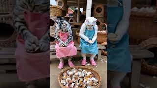 Germaine et Huguette speedup music song viralvideo cute funny ai cat [upl. by Alrak]