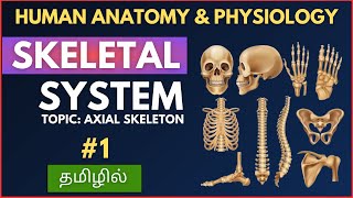 Skeletal System Explained  Part1  தமிழில் [upl. by Aksel620]