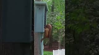 Backyard Birds Nuthatches amp Wren Enjoy the Suet Feeder [upl. by Hintze]