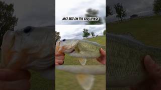 🦞bite on the Strike King lipless bass fishing outdoors catchandrelease oklahoma [upl. by Tiphany]