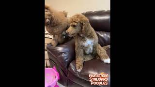 Standard poodle puppies and more [upl. by Dymphia357]