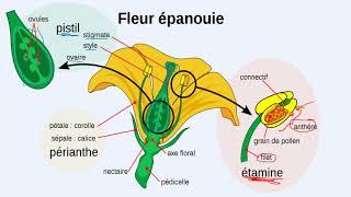 Pistil  Formation du sac embryonnaire  Reproduction chez les angiospermes  TCSF  BIOF [upl. by Holcomb]