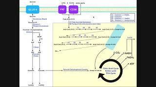 BASICS of Fatty Acid Metabolism Part 1  Lipolysis Transport amp Import [upl. by Asilaj49]