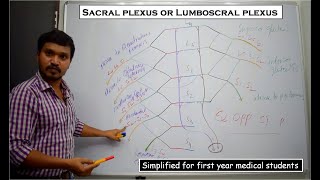 Anatomy of the sacral plexus or lumboscral plexus  Simplified for first year medical students [upl. by Hercule725]