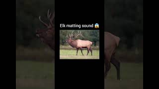 Crepiest sound Made by animals part 2 viralvideo youtubeshorts [upl. by Brock]