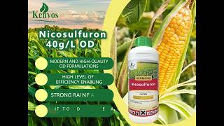 Nicosulfuron  Selective herbicide  Corn herbicide [upl. by Ottilie]