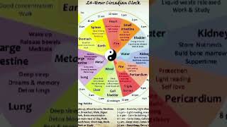 bodyclock clock sujokpoints acupuncture [upl. by Pollux5]