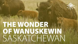 Wanuskewin Archaeological Discovery  Indigenous Saskatchewan [upl. by Amr]