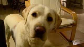 Chuck Nonoss Labrador  Comment dresser son chien [upl. by Asilef]