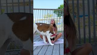 Trying to Do Yoga But My Dog is the Real Star 🐕 shorts dogs dogfunny funnydogs fitness [upl. by Ocsirf]