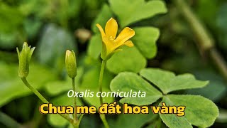 Chua me đất hoa vàng Oxalis corniculata [upl. by Naor]