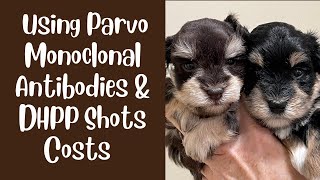 Parvo Monoclonal Antibodies amp DHPP Shots Vet Visit amp Cost [upl. by Noemis464]