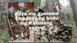 how to make volva mushroom spawnkabuteng saging part 1 [upl. by Germana]