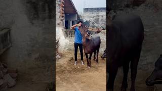 Desi balak💞✔️ desi song farmanimals jhota shorts ytshorts farm [upl. by Alwitt]