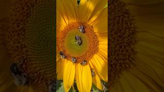 Pollinator Garden in the Fall bees homestead pollinatorgarden country ontario sunflowers [upl. by Sielen]