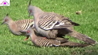 6 attempted pigeon mating [upl. by Bradway487]