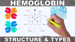 Hemoglobin  Structure and Types [upl. by Eedebez]