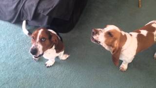 Basset hounds howling [upl. by Groscr690]