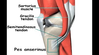 Two Minutes of Anatomy Pes Anserine [upl. by Hitt504]