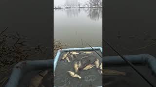 Fishing for crucian carp in winter and wishing everyone fish every year [upl. by Chilt19]