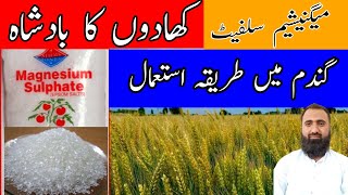 What is magnesium sulphate FertilizerHow to use magnesium sulfate in WheatBilal Kanju Official [upl. by Atsyrc]